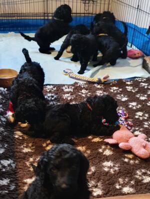 The litter