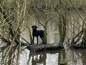 Tara Duck Wood