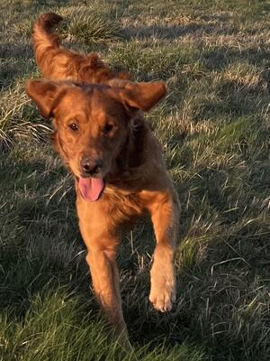 Norman Running