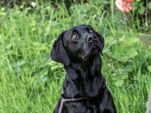 Asha