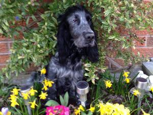 Holly