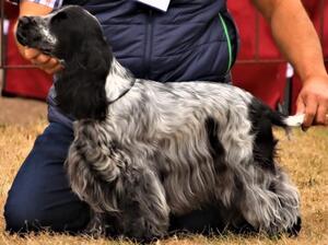 Tassie