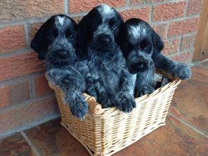Previous Pups