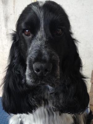 Murphy