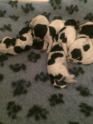 PUPPIES 10 days old