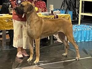 Runner Up Super League Dog