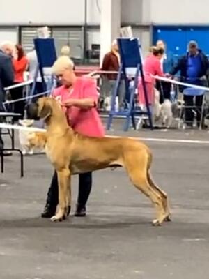 Roman, 1st Limit Dog and RDCC