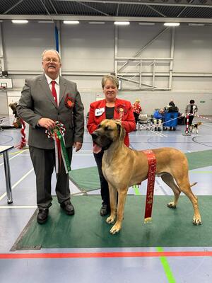 Roman - Best in Show