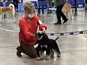 Rebel 18mnths Belfast CH Show