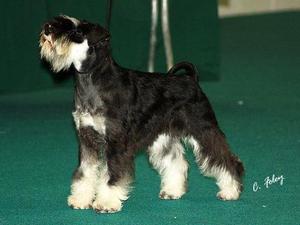 Top Winning Schnauzer 2012