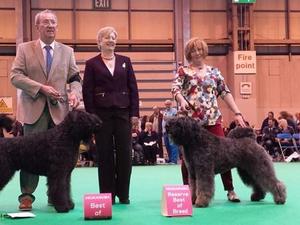 Crufts 2014 Best Dog Laroz, Best Bitch Nancy