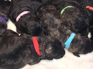 Puppies