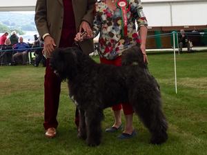 Mon Cher Artful Dodger Best Puppy and Res CC