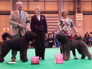 Crufts 2014 Nancy wins Best Bitch