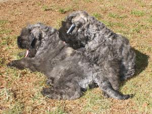 Sister and brother @8 weeks