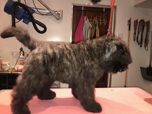 On the grooming table being beautified