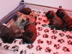 Puppies