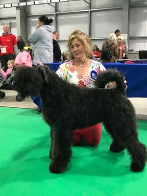 Belfast CH Show 2018. Best Puppy, Best Bitch