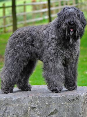 Multi CH Karma Mon Cher Dustie z Flandryjskiego Gn