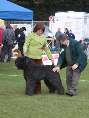 Multi CH Karma Mon Cher Dustie z Flandryjskiego Gn