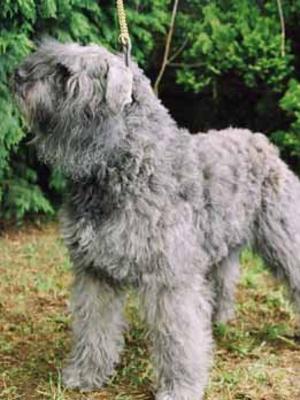 Champion Mon Cher Serendipity