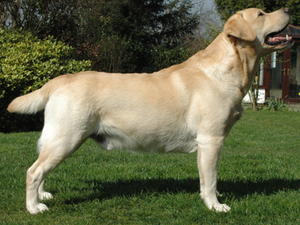 Frankie in show pose