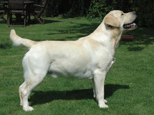Archie stood