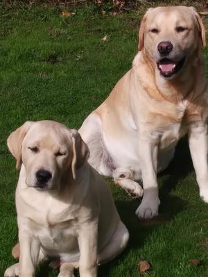 Archie as a puppy with Uncle Frankie