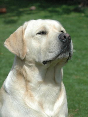 Archie at 2 years of age