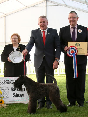 Ch Balboa Nembo Kid Top Terrier 2018