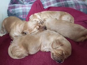 Tiny puppies