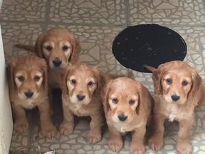 Puppies from Spicey's previous litter