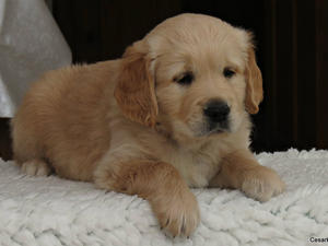 One of Oliver's pups