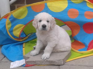 Dog puppy at 6 weeks