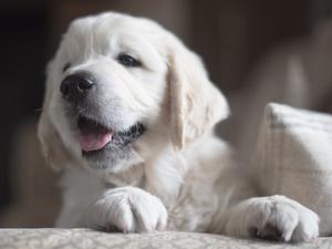 Typical pup by Jack
