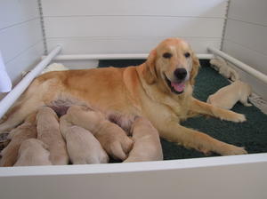 Mum and babies