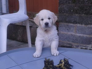 Bitch pup at 6  weeks