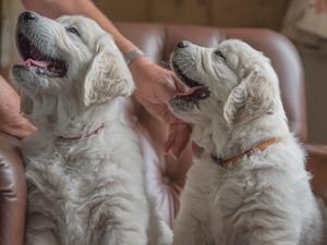 Puppies by Jack