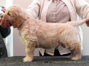 5 week old dog puppy