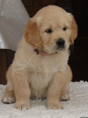 Puppy by Oliver
