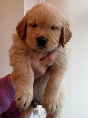 Golden Puppy