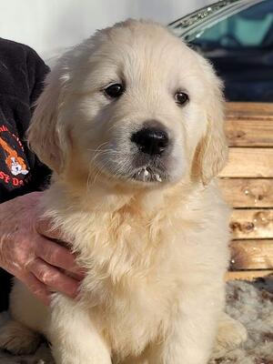 One of Alfie's puppies