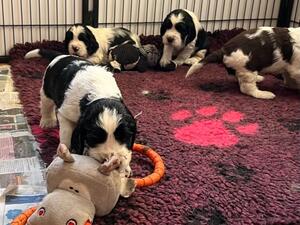 puppies