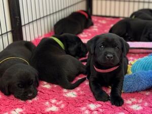 4 weeks old