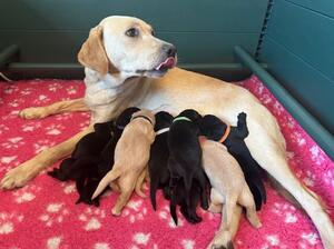 Lyra and her babes