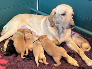 puppies