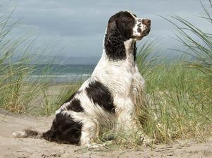 Chaos in the sand dunes