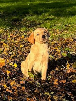 super yellow dog puppy available