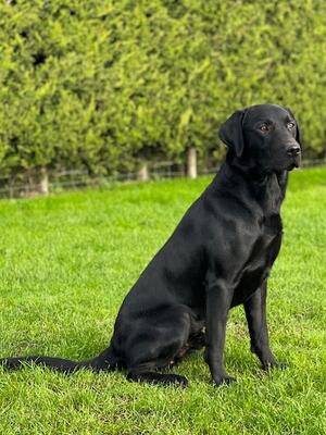 Jimmy - sire of litter