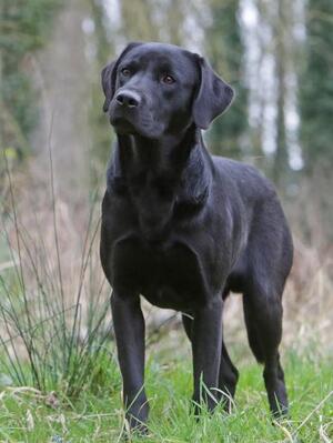 Sire - Bellspaddle Mungo (FTW)